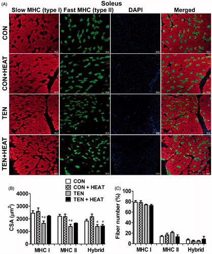 Figure 1. Effects of tenotomy and heat stress on muscle fibre cross-sectional area (CSA) and fibre-type composition of soleus muscle. (A) Immunofluorescence staining of myosin heavy chain (MHC) type I (red) and MHC type II (green), DAPI (blue) and merged (right panel) images in control (CON), control and heat treatment (CON + HEAT), tenotomy (TEN) and tenotomy combined with heat stress (TEN + HEAT) groups. Scale bar =100 μm. (B) Mean CSA of MHC type I, II and hybrid fibres (a total of 2860 fibres from CON, 1901 fibres from CON + HEAT, 2459 fibres from TEN and 2015 fibres from TEN + HEAT). (C) Percentage of fibre-type composition (n = 3–4 rats/group); *p < 0.05 vs. CON within each muscle fibre type; and #p < 0.05 vs. CON + HEAT within each muscle fibre type (one-way ANOVA with Newman–Keuls post hoc test).