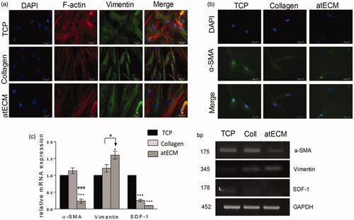 Figure 3. Cytoskeleton organization in ASCs. For protein and gene expression analysis, cells were cultivated on TCP, collagen and atECM for seven days in GM in standard conditions. Immunofluorescence staining was performed for: (a) for F-actin (phalloidin), Vimentin and (b) α-SMA (c) Relative gene expression of α-SMA, SDF-1 and Vimentin was determined by RT-PCR. GAPDH was used as gel loading control. Molecular weight of PCR products is indicated in base pairs (bp). Representative photos and gels are shown. Results are presented as means ± SEM from three independent experiments in three or four replicates. Statistically significant differences in comparison to the TCP (set as 1): *p<.05; ***p<.001, and in comparison with collagen: #p<.05; ###p<.001.