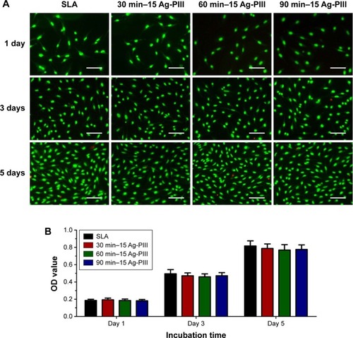 Figure 10 (A) Fluorescence images of Live/Dead staining of rBMSCs after culturing on SLA, 30 min–15 Ag-PIII, 60 min–15 Ag-PIII, and 90 min–15 Ag-PIII for 1 day, 3 days, and 5 days. (B) Cell proliferation assay of rBMSCs on various groups.Notes: (A) The scale bar represents 200 μm. (B) No significant differences in cell proliferation were found between SLA and Ag-PIII groups after culturing for 1 day, 3 days, and 5 days. All the data are expressed as means ± standard deviations (n=3). 30 min–15 Ag-PIII, titanium surfaces treated by first SLA procedure and then silver plasma immersion ion implantation at 15 kV for 30 minutes; 60 min–15 Ag-PIII, titanium surfaces treated by first SLA procedure and then silver plasma immersion ion implantation at 15 kV for 60 minutes; 90 min–15 Ag-PIII, titanium surfaces treated by first SLA procedure and then silver plasma immersion ion implantation at 15 kV for 90 minutes.Abbreviations: rBMSCs, rat bone marrow mesenchymal stem cells; SLA, sand-blasted, large grit, and acid etched; Ag-PIII, silver plasma immersion ion implantation; min, minutes.