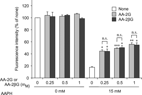 Fig. 4. Comparison of the cytoprotective effects of AA-2G and AA-2βG.Note: Plated cells (1.0 × 104 cells/well) were cultured for 24 h. The cells were then incubated with the indicated concentrations of AA-2G, AA-2βG, and AAPH. After 24-h incubation, cell viability was determined by using calcein-AM. Data are presented as the mean of three independent experiments. Bars indicate SD. *p < 0.05, **p < 0.01, ***p < 0.001 (Dunnett’s T3-test) vs. AAPH alone. n.s. not significant.