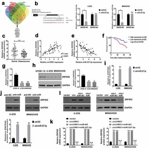 Figure 6. CircVRK1 promotes ZNF652 expression by regulating miR-337-3p in osteosarcoma cells