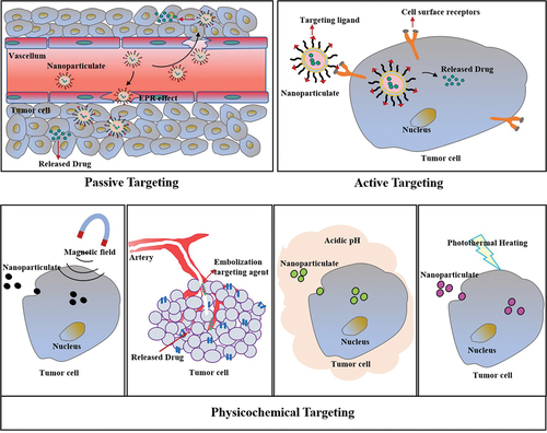 Figure 2. Passive, active, and physicochemical targeted nanoparticles.