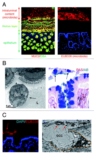 Figure 1.(A) The colonic mucus layer provides a physical barrier between intraluminal microbiota and the colonic epithelium. Left panel: immunofluorescent staining of healthy rat colon. Healthy mucus is composed of highly glycosylated MUC2 (MUC2, red; Dolichus Biflorus Agglutinin (DBA), green; overlay, yellow). Right panel: the mucus layer provides a physical barrier preventing interaction of intraluminal bacteria (stained in red, EUB388 stains rDNA of bacteria) with the colonic epithelial cells (blue, nuclei of the cells in the colonic mucosa). (B) Goblet cells are released into the gut lumen upon colonic ischemia. Electron microscopy picture (left panel) and PAS/AB staining (right panel) of human colon exposed to ischemia. Note the presence of entire goblet cell contents in the colonic lumen (arrows), which might indicate impaired dissemination of goblet cell granules. (E, epithelial cell; GC, Goblet cell; GCC, Goblet cell contents; L, lumen) (C) Loss of the mucus layer allows physical interaction of bacteria with epithelial cells which triggers goblet cell mucus release. Left panel: fluorescent in situ hybridization with EUB388, which stains rDNA of bacteria, shows intraluminal bacteria in close proximity with the colonic epithelium in rat colon exposed to ischemia. Right panel: Electron microscopy reveals that goblet cells release their contents (GCC, goblet cell contents) into the crypt lumen (L) upon IR in an attempt to flush bacteria (red arrows) from the crypts. (N, nucleus; yellow dashed line demarcates a goblet cell).