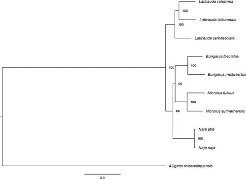 Figure 1. Bayesian phylogenetic tree constructed using 13 protein-coding genes from complete mitochondrial genomes. Alligator mississippiensis was used as outgroup. Genbank accession numbers: Laticauda colubrina (KY496324.1), Laticauda laticaudata (KY496323.1), Laticauda semifasciata (KY496325.1), Bungarus fasciatus (EU579523.1), Bungarus multicinctus (EU579522.1), Micrurus fulvius (GU045453.1), Micrurus surinamensis (this work), Naja atra (EU913475.1), Naja naja (DQ343648.1), and Alligator mississippiensis (AKHW00000000.3).