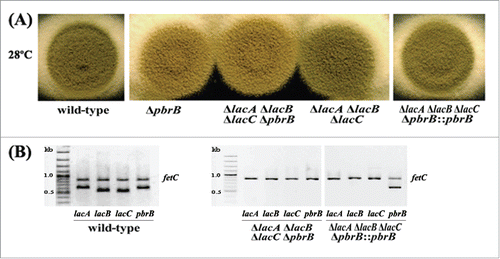 Figure 3. Phenotype of transformant colonies. Wild-type G681, ΔpbrB, ΔlacA ΔlacB ΔlacC ΔpbrB, ΔlacA ΔlacB ΔlacC, and ΔlacA ΔlacB ΔlacC ΔpbrB::pbrB cultured on ANM agar at 28°C for 2 weeks (A), and on BHI agar at 37°C for 5 days (B). Gel electrophoresis of lac amplification using genomic DNA of wild-type G681, ΔlacA ΔpbrB ΔlacC ΔpbrB, ΔlacA ΔpbrB ΔlacC ΔpbrB::pbrB strains as PCR templates.