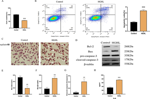 Figure 2 HGHL Provoked Inflammatory Injury in H9c2 Cells. Results showed that treatment with HGHL significantly decreased cell viability and increased cell apoptosis (A and B). Additionally, HGHL treatment resulted in significant morphological changes to cardiomyocytes when compared to the normal group, as indicated by hematoxylin and eosin (H&E) staining (C). Western blot analysis indicated significant upregulation of cleaved-Caspase-3/pro-Caspase-3, and Bax expression, while Bcl-2 showed significant downregulation following HGHL treatment (D-G). Moreover, HGHL treatment resulted in a significant upregulation of IL-6 expression in H9c2 cells (H). The IL-6 release and cell viability assays were performed with n = 6 per group and Western blot analysis with n = 3 per group. Flow cytometry assays were conducted with n = 3 per group. All HE staining images were obtained using microscopy with 200× magnification, and the scale bars in the panel were 50 µm. The statistical significance of the observed effects was indicated by **p<0.01 and ***p<0.001.