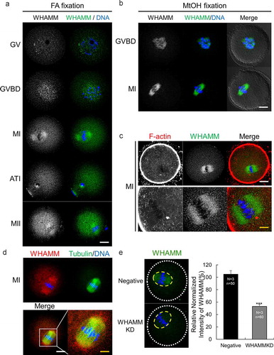 Figure 1. Expression and localization of WHAMM during mouse oocyte maturation. (a) Subcellular localization of WHAMM during mouse oocyte maturation. Immunostaining was performed using an anti-WHAMM antibody. WHAMM was detected near the chromosomes in the GV and GVBD stages, or around the spindle after the MI stage. (b) Immunostaining of WHAMM fixed with methanol. After fixation, immunostaining was performed as described in (A). (a and b) Blue, DNA; green, WHAMM; white; DIC. Scale bar: 20 μm. (c) Co-staining of WHAMM and cytoplasmic actin mesh. WHAMM localizes in the spindle actin region. Blue, DNA; red, F-actin; green, WHAMM. Scale bar: 20 μm. (d) Co-staining of WHAMM and alpha-tubulin. WHAMM is localized around the meiotic spindle. Blue, DNA; green, Tubulin; red, WHAMM. Scale bar: white, 20 μm; yellow, 4 μm. (e) Quantification of WHAMM intensity in Negative and WHAMM dsRNA-injected oocytes after 8 h meiotic resumption. WHAMM protein level in yellow circle was measured using a confocal microscope and by staining with anti-WHAMM antibody and was normalized using relative intensity in WHAMM dsRNA-injected groups against of Negative control. ***P < 0.001. Experimental replication was performed 3times (N = 3). n values are as indicated