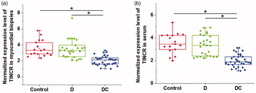 Figure 1. Comparison of TINCR expression among diabetic cardiomyopathy patients, diabetic patients without obvious complications and healthy controls. This figure shows the comparison of TINCR expression in myocardial biopsies (a) and serum (b) among diabetic cardiomyopathy patients, diabetic patients without obvious complications and healthy controls. The experiments were performed for three times. Data here were represented by five lines, from low to upper: the lowest value, lower 1/4 value, median value, upper 1/4 value and the highest value. Notes: *: p < .05; DC: diabetic cardiomyopathy; D: diabetes only.