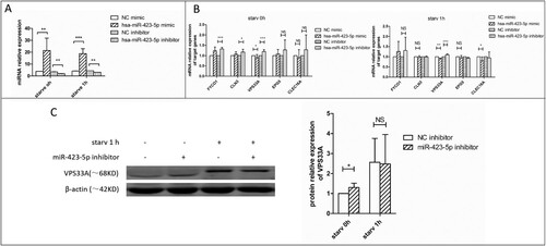 Figure 4. The mRNA and protein expression levels of VPS33A were measured. (A) The relative expression levels of miR-423-5p in the cells transfected with mimic (NC or miR-423-5p) or inhibitor (NC or miR-423-5p). Target miRNA was normalized with hsa-miR-16. (B) The mRNA levels of the five target genes in the cells transfected with mimic (NC or miR-423-5p) or inhibitor (NC or miR-423-5p) were analyzed, whether the cells were starvated or not. (C) The protein levels of VPS33A in the macrophages transfected with inhibitor (NC or miR-423-5p) and those treated with starvation (0 h or 1 h) were analyzed. The statistical results were obtained from more than three independent experiments. Target genes were normalized with β-actin. Data are presented as mean ± SD, and error bars indicate the SD. NC: negative control. * P < 0.05, ** P < 0.01, *** P < 0.001.