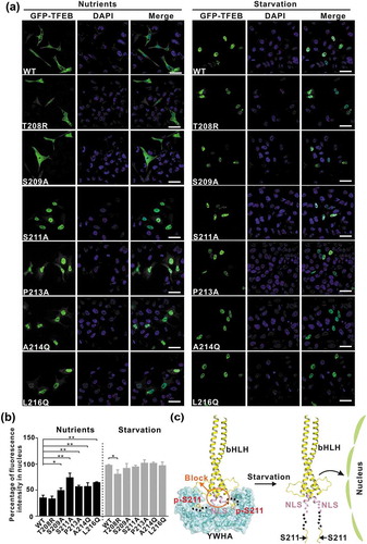 Figure 5. The interactions between YWHA/14-3-3 proteins and TFEB are essential for TFEB subcellular localization. (a) Subcellular distribution of TFEB and its mutants under nutrient-rich and starvation conditions. Under nutrient-rich conditions, wild-type TFEB is largely distributed in the cytoplasm. The TFEB mutants (S209A, S211A, P213A, A214Q and L216Q) showed increased nuclear localization, whereas the TFEBT208R mutant did not. Upon starvation, wild-type TFEB and the TFEB mutants are mainly localized in the nucleus. Scale bar: 50 μm. (b) Quantification of the subcellular distribution data shown in panel A. The percentage of the fluorescence intensity of each construct in the nucleus was quantified (average of 4 experiments, n > 50 cells for each experiment). Each bar represents the mean ±SD, **p < 0.01, *p < 0.05. (c) A schematic model illustrating the YWHA/14-3-3-mediated regulation of TFEB subcellular localization. Briefly, the binding of YWHA/14-3-3 proteins could induce the conformational changes of the p-S211-site and the region between the NLS and the p-S211-site, which would potentially interfere with the NLS. The structural model was built based on the structures of the bHLH domain of MITF (PDB: 4ATH) and the YWHA-p-S211-peptide complex.