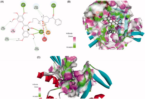 Figure 1. Rational design of target compound. (A) 2D picture of binding was depicted. (B) In order to reveal that the molecule was well filled in the active pocket, the enzyme surface was shown (Show all small molecule). (C) In order to reveal that the molecule was well filled in the active pocket, the enzyme surface was shown (Highlight phenyl-piperazine).