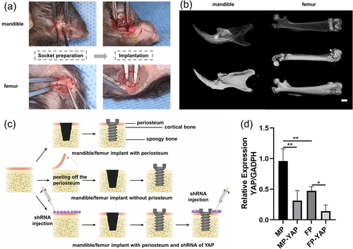 Figure 5. The animal models in vivo were constructed and verified by Micro-CT and tissue quantitative RT-PCR. (a) Simultaneously, the mandibular implant model and the femur implant model were constructed. 14 days after surgery, the bone tissue with implants was harvested for Micro-CT. (b) The reconstructed images of the mandible and femur were obtained after analysis. Scale bar = 1.0 mm. (c) In order to better explore the role of YAP signaling in mediating periosteum derived cells in osseointegration around implants, three groups were set up in the mandible and femur, respectively. (d) The effect of interference lentiviral vector on YAP expression was verified by tissue quantitative RT-PCR. Sample size: at least three mice for each group in every test. *p < 0.05; **p < 0.01.