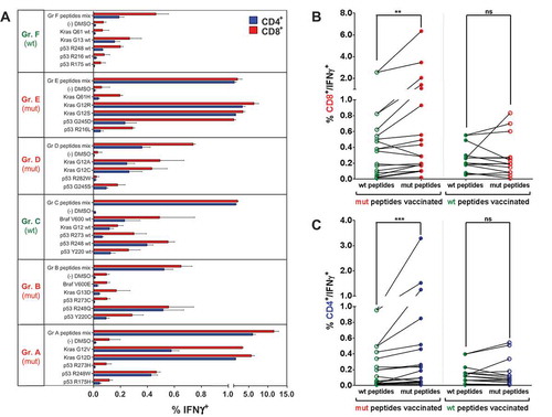 Figure 2. Mutation-specific, polyvalent CD4+ and CD8+ T cell responses after vaccination with mutated and wt p53 and Kras derived peptides. (A) Overview of recall responses against all peptides tested in HLA-humanized A2.DR1 dtg mice immunized with different long peptide cocktails. Six cohorts of mice were immunized with one group of mutated (mut) or wild-type (wt) peptides (A to F), each, in PBS-based formulations including 50 μg of CpG ODN 1668 as an adjuvant, twice on a bi-weekly bases. In vitro recall responses were obtained from combined IFN-γ secretion assays and intracellular cytokine stainings performed with CD90+ purified T cells from immunized mice. IFN-γ secretion of CD8+ and CD4+ T cells upon in vitro recall against single peptides of each respective mix (single) and against whole peptide mixes (mix) presented by CD11c+ DCs are displayed. Each peptide, peptide mix and control sample was tested in triplicates. Results are plotted as means of triplicate assays ± SEM. Data obtained from one of two identical lines of experiments are shown. (B)/(C) Mutation specific responses after vaccination of A2.DR1 dtg mice with mutated peptides. Percentages of IFN-γ secreting splenic CD8+ (B) and CD4+ (C) T cells upon in vitro recall against mutated (mut) and wild-type (wt) peptides represented on CD11c+ DCs. Results were accumulated from six cohorts of mice immunized with one group of mutated (mut) or wild-type (wt) peptides (A to F, see Figure 2 (A)). Means of mutated and wt peptide triplicates are plotted and groups were tested for differences by applying two-tailed Wilcoxon signed rank test. Representative data obtained from one of two identical lines of experiments are shown. Filled dot symbols: peptides used for vaccination and in vitro recall response testing, open dot symbols: peptides used for in vitro recall response testing only, ns: not significant.