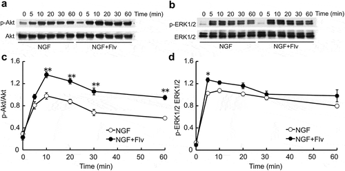 Figure 2. Time course changes in the effect of fluvoxamine on NGF-induced phosphorylation of Akt and ERK1/2.PC12 cells were treated with NGF or NGF plus fluvoxamine. (a, b) Representative image of western blot. (c, d) Relative protein level quantification data from western blotting. The values represent the mean ± S.E.M. from three independent experiments. **: Significantly different from NGF-treated group at p < 0.01. *: Significantly different from NGF-treated group at p < 0.05. NGF: nerve growth factor, p-Akt: phosphorylated Akt, p-ERK1/2: phosphorylated ERK1/2, Flv: fluvoxamine
