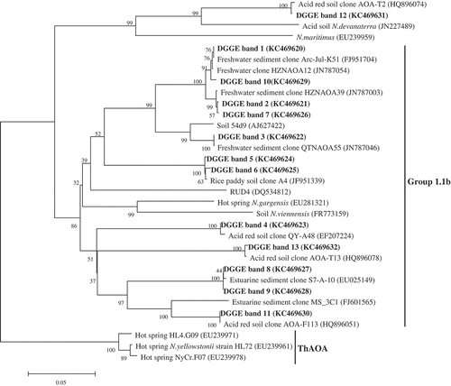 Figure 4 Phylogenetic relationships between partial archaeal amoA sequences retrieved from the denaturing gradient gel electrophoresis (DGGE) bands (in bold) in this study and the GenBank. The accession number for each sequence is shown in brackets. The scale bar indicates five changes per 100 nucleotide positions.