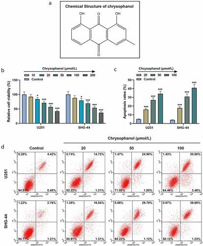 Figure 1. Chrysophanol suppressed cell viability while promoting cell apoptosis in glioma cells. (a) The structural formula of chrysophanol. (b) Cell viability at 48 h of U251 and SHG-44 cells was detected by 3-(4,5-Dimethyl-2-Thiazolyl)-2,5-Diphenyl Tetrazolium Bromide (MTT) assay after treatment with different concentration of chrysophanol. (c) Apoptosis rates of U251 and SHG-44 cells were assessed by Annexin V-FITC Apoptosis Detection Kit with flow cytometry after treatment with different concentration of chrysophanol. (d) Representative images of cell apoptosis in U251 and SHG-44 cells through Annexin V-FITC Apoptosis Detection Kit with flow cytometry after treatment with different concentration of chrysophanol. *p < 0.05, *** p < 0.001 vs. Control group. All experiments were repeated independently at least three times. Data were expressed as the means ± standard deviation