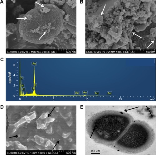 Figure 2 SEM-EDXA and TEM analysis of AuNPs synthesized by Deinococcus radiodurans.Notes: (A and B) SEM images of AuNPs-loaded D. radiodurans cells with 1 mM Au(III) and 5 mM Au(III), respectively. (C) EDX spectra of AuNPs-loaded D. radiodurans cells. (D) SEM image of purified AuNPs synthesized by D. radiodurans with 1 mM Au(III). (E) TEM image of AuNPs-loaded D. radiodurans cells. Arrows in A and B indicate the AuNPs on cell surface. Arrows in D indicate different morphologies and sizes of the purified AuNPs. Arrows in E indicate the AuNPs distributed on the cell envelope, across the cytosol as well as in the extracellular space. Scale bars in the pictures indicate the corresponding length.Abbreviations: SEM, scanning electron microscopy; EDXA, energy-dispersive X-ray analysis; TEM, transmission electron microscopy; AuNPs, gold nanoparticles; EDX, energy-dispersive spectroscopy; D. radiodurans, Deinococcus radiodurans.