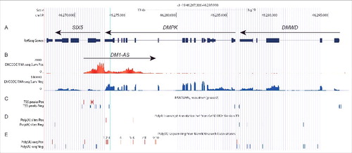 Figure 1. DM1-AS overlaps with SIX5 and DMPK. UCSC genome browser view of the human DM1 locus. (A) Annotated protein-coding and non-coding genes taken from the NCBI Reference Sequences Database (RefSeq). Sense genes DMWD, DMPK and SIX5 are depicted. The position of the (CAG·CTG)n repeat is indicated with a vertical light blue line. (B) Long RNA-seq reads from a variety of cell types and tissues shown as cumulative signal per strand (ENCODE). RNA-seq signals from sense transcripts (blue) correspond with known exons in DMWD, DMPK and SIX5. Signals originating from the complementary strand (red) are low, but well above background, clearly indicating the occurrence of an antisense gene which we coined DM1-AS (large arrow pointing to the right). (C) Multiple transcription start sites (TSSs) related to DM1-AS expression (red) as well as for sense genes DMWD, DMPK and SIX5 (blue) (FANTOM5). (D) Poly(A) transcript annotation by GENCODE version 19. Poly(A) sites for antisense transcripts are shown in red; those for sense transcripts in blue. (E) Poly(A)-seq signals from Merck Research Laboratories. Multiple poly(A) sites were described for DM1-AS (red, numbered 1 to 10) as well as for DMWD, DMPK and SIX5 (blue). See Fig. S3 for more details on TSS and poly(A) sites.