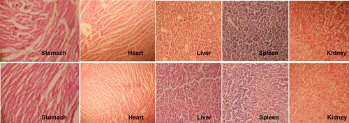 Figure 11 Histopathological investigation of control and treated group.