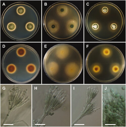 Figure 13. Morphology of Talaromyces beijingensis. A, D: Colonies on Czapek yeast autolysate agar (CYA). B, E: Colonies on malt extract agar (MEA). C, F: Colonies on yeast extract sucrose agar (YES). (A–C: obverse view, D–F: reverse view). (G–I) Conidiophores; (J) Conidia (scale bars: G–J = 10 μm).