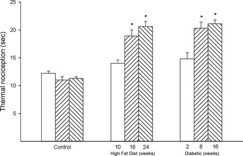 Figure 3 Effect of duration of obesity or type 2 diabetes on thermal nociception. Thermal nociception was examined as described in the 'Methods' section after 22 (open bars), 28 (left hatch bars) or 36 (right hatch bars) weeks of age in Sprague Dawley rats fed a normal diet or in rats fed a high-fat diet at 12 weeks of age for 10 (open bars), 16 (left hatch bars) or 24 (right hatch bars) weeks or in type 2 diabetic rats that were treated with a low dose of streptozotocin after 8 weeks of a high-fat diet and 2 (open bars), 8 (left hatch bars) or 16 (right hatch bars) weeks of hyperglycemia. Data are presented as the mean ± SEM. in sec. The number of rats in each group was 12. *p < 0.05 compared to control rats.