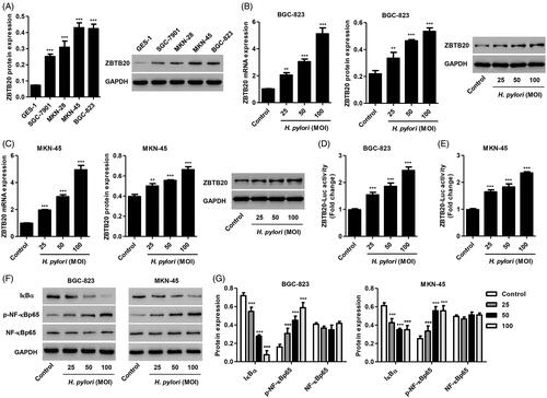 Figure 2. Effect of H. pylori infection on the expression of IκBα, p-NF-κBp65 and NF-κBp65 in gastric cancer cells. (A) ZBTB20 expression levels in gastric cancer cell lines and GES-1 human gastric epithelial mucosa cell line were determined by western blot. ZBTB20 expression levels (B, C), transcriptional activation of ZBTB20 (D, E), and the protein expression of IκBα, p-NF-κBp65 and NF-κBp65 (F, G) upon H. pylori infection in BGC-823 and MKN-45 gastric cancer cell lines were determined by real-time PCR, western blot or luciferase reporter gene assay. **p < .01, ***p < .001 compared with control group.