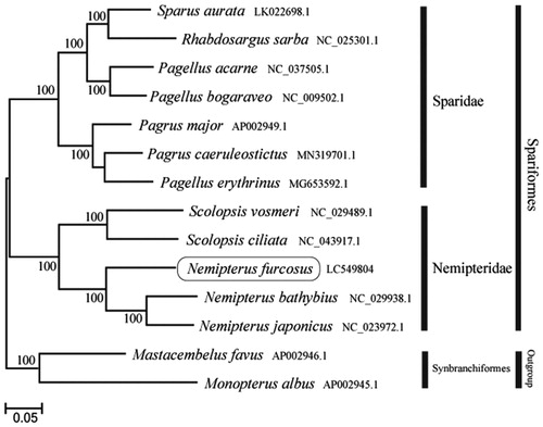 Figure 1. Phylogenetic position of Nemipterus furcosus based on a comparison with the complete mitochondrial genome sequences of 11 related species. The analysis was performed using MEGA 7.0 software. The accession number for each species is indicated after the scientific name.