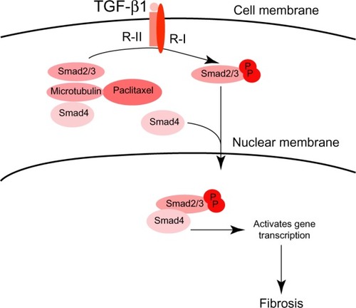 Figure 4 Paclitaxel inhibits TGF-β/Smad signaling via enhancing endogenous Smad2, Smad3 and Smad4 binding to microtubules, and thereby ameliorates fibrosis.