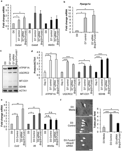 Figure 6. Mitophagy is dispensable for lineage commitment and mitochondrial biogenesis in CPCs. (a) Real-time PCR analysis of Gata4, Gata6, and Mef2c transcripts in CPCs (n = 4). (b) Real-time PCR analysis of Ppargc1a transcript levels in CPCs (n = 4). (c) Representative western blots of mitochondrial OXPHOS subunit proteins ATP5F1A, UQCRC2, MT-CO1, and SDHB in CPCs. (d) Quantitation of mitochondrial OXPHOS subunit protein levels (n = 4). (e) Real-time PCR analysis of secretome-related Ccl2, Il6, and Wnt5a transcripts (n = 3). (f) Representative images and quantitation of endothelial tube formation (complete circles) after incubation in conditioned CPC media for 14 h (n = 3). Data are mean ± SEM. *p < 0.05; **p < 0.01; ***p < 0.001; ****p < 0.0001; n.s., not significant.