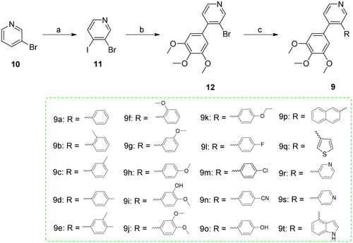 Scheme 1. Reagents and conditions (a) LDA, THF, -85 °C, then I2/THF, -78 °C, overnight; (b) 3,4,5-trimethoxyphenylboric acid, Pd(PPh3)4, K2CO3, 1,4-dioxane/H2O, N2 atmosphere,125 °C, M.W., 20 min; (c) Substituted phenylboronic acid, Pd(PPh3)4, K2CO3, 1,4-dioxane/H2O, N2 atmosphere,126 °C, M.W., 25 min.