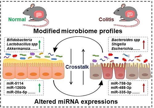 Figure 8. Complex crosstalk of intestinal microbiota and microRNA in colitis. The intersection between colitis, microbiota, and miRNA represent the points of influence between the disease and the profiles of specific intestinal bacteria and altered miRNA.