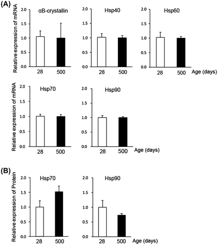 Fig. 2. Age-related expression change of Hsp isoforms.Notes: (A) Semiquantitative RT-PCR analysis of major Hsp isoforms in young (28 days) and aged (500 days) chicken muscle. The amount of RNA was normalized by the expression level of GAPDH. (B) Western blot analysis of Hsp70 and Hsp90 with the specific antibodies. The amounts of lysate applied (3 μg/lane) were verified by Western blotting with actin antibody and also by CBB staining. All values show mean ± S.E. from three samples.