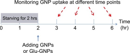 Figure 1 Experimental design to check cells’ uptake of nanoparticles with 2-hour starvation.Abbreviations: GNPs, gold nanoparticles; Glu-GNPs, pegylated glucose coated GNPs.