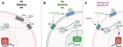 Figure 1 The Hedgehog signaling pathway. (A) PTCH inhibits SMO, suppressing Hh signaling. (B) Hh ligands release inhibition of PTCH on SMO, allowing Hh signaling via release of transcription factors and promotion of downstream gene expression. (C) Glasdegib inhibits SMO, suppressing Hh signaling.