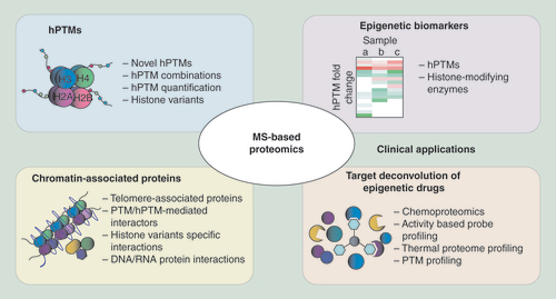 Figure 1. Applications of MS-based proteomics approaches in different areas of chromatin biology.hPTM: Histone post-translational modification; MS: Mass spectrometry; PTM: Post-translational modification.