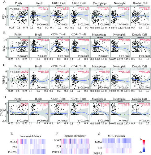 Figure 4. Stem signatures associated antibodies in immune response prediction diagnosis of esophageal cancer. The different levels of immune cell infiltration in stem signatures associated antibodies were analysed, including Purity, B Cell, CD8+ T cell, CD4+ T cell, macrophage, neutrophil, dendritic cell expressions in esophageal cancer through TIMER database. (A) P53 was associated with Purity (r = 0.156, p = 3.64e-02), B Cell (r= −0.1, p = 1.84e-01), CD8 + Tcell (r= −0.144, p = 5.38e-02), CD4 + Tcell(r = 0.093, p = 2.16e-01), Macrophage (r= −0.013, p = 8.65e-01), Neutrophil (r= −0.166, p = 2.56e-02), Dendritic Cell (r = 0.064, p = 3.93e-01). (B) SOX2 was significantly associated with Purity (r= −0.04, p = 5.97e-01), B Cell (r= −0.07, p = 9.22e-01), CD8 + Tcell (r= −0.001, p = 9.91e-01), CD4 + T cell (r= −0.084, p= p = 2.65e-01), Macrophage (r = 0.065, p = 3.88e-01), Neutrophil (r= −0.184, p = 1.35e-02), Dendritic Cell (r= −0.195, p = 8.81e-03). (C) PGP9.5 was significantly associated with Purity (r = 0.077, p = 3.02e-01), B Cell (r= −0.118, p = 1.16e-01), CD8 + Tcell (r= −0.248, p = 7.79e-04),CD4 + Tcell (r= −0.042, p = 5.77e-01), Macrophage (r= −0.06, p = 4.26e-01), Neutrophil (r= −0.095, p = 2.03e-01), Dendritic Cell (r = 0.079, p = 2.94e-01). (D) CAGE was significantly associated with Purity (r = 0.071, p = 3.41e-01), B Cell (r = 0.075, p = 3.20e-01), CD8 + Tcell (r= −0.005, p = 9.43e-01), CD4 + T cell (r= −0.141, p = 6.01e-02), Macrophage(r = 0.018, p = 8.12e-01), Neutrophil (r= −0.166, p = 2.63e-02), Dendritic Cell (r= −0.253, p = 6.24e-04). The results indicated that SOX2, P53, and PGP9.5 were negatively correlated to Immuno-inhibitors (E), immuno-stimulators (F), and MHC molecules (G).