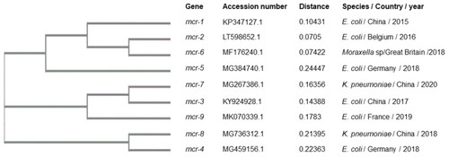 Figure 3 Phylogenetic tree of the nine variants of mcr genes generated using the Clustal Omega program (https://www.ebi.ac.uk/services). Distances were calculated using the neighbor-joining algorithm.