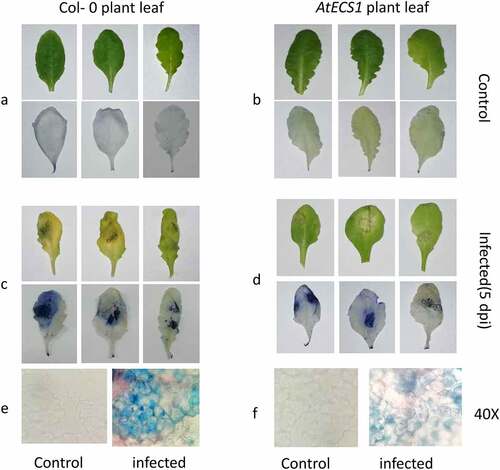 Figure 1. Trypan blue detection of necrotic cell in Col-0 and AtECS1 leaves after Alternaria brassicicola infection. a and b are controls (treated with ddH2O). No necrosis in leaf of Col-0 a and AtECS1 b at 5 dpi. c and d at 5 dpi with A. brassicicola. c Shows large necrotic area compare with d. e Microscopic view (40x) of control and infected leaf of Col-0. f microscopic view (40x) of control and infected leaf of AtECS1.