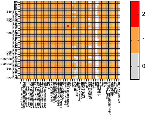 Figure 3 Distribution map of virulence genes. (1) Multiple virulence genes were detected in the studied strains, among which areo, salmonin and yersinomycin were present in all strains. (2) The detection rates of rmpA, LPS and capsular virulence genes were different among the studied strains, in which rmpA1, rmpA2, LPS-wbbo, capsular-wza and wzc were 67%, 69%, 45%, 82% and 78%, respectively.