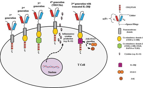 Figure 2. The CAR generations. The first-generation CARs consisted of an extracellular scFv region (VL connected to VH via a linker) responsible for the recognition of the target tumor antigen, connected via a spacer or hinge to a transmembrane domain (both spacer/hinge and transmembrane domain usually CD8?-derived), which finally led to an intracellular CD3? domain responsible for CAR-T cell activation (signal 1). Along with CD3?, an intracellular co-stimulatory domain (CD28 or 4–1BB; signal 2) was added to generate the 2nd generation CAR-T cells and a second co-stimulatory domain (CD28, 4–1BB, OX40, DAP10 or TLR2) was included to generate the 3rd generation CAR-T cells. 4th generation CAR-T cells consist of CD3? along with co-stimulatory domain 1 but are also engineered to express and secrete an inflammatory cytokine such as IL-12 (but they can also secrete an inflammatory chemokine or an antibody targeting immune checkpoint inhibitors) which can modify the tumor microenvironment. Finally, 2nd generation CARs may contain, apart from the intracellular CD3? (signal 1) and co-stimulatory domain 1 (signal 2), an IL-1 R? domain which mediates JAK-STAT signaling (signal 3), providing the third signal for full T cell activation