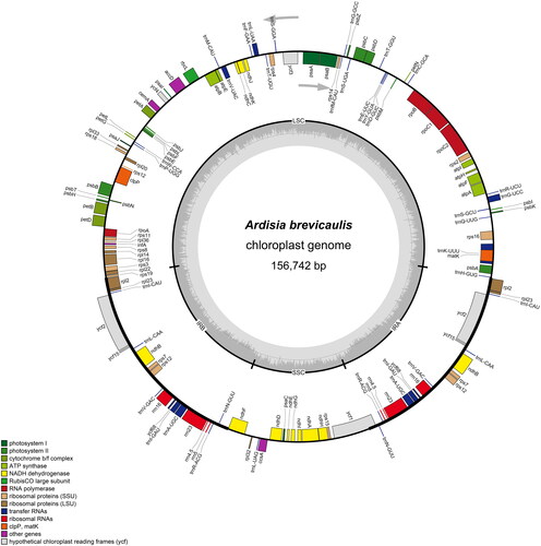 Figure 2. Circular map of the chloroplast genome of Ardisia brevicaulis. Genes drawn inside the circle are transcribed clockwise, drawn outside counter clockwise.
