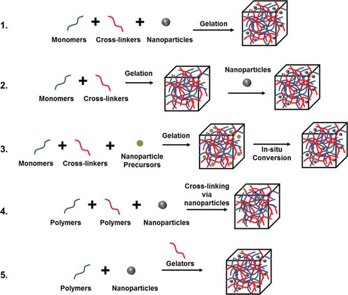 Figure 11. Five main approaches used to obtain hydrogel-nanoparticle conjugates with uniform distributions: 1) hydrogel formation in a nanoparticle suspension, 2) physically embedding the nanoparticles into a hydrogel matrix after gelation, 3) reactive nanoparticle formation within a preformed gel, 4) crosslinking using nanoparticles to form hydrogels, 5) gel formation using nanoparticles, polymers, and distinct gelator molecules. Reproduced from ref. [Citation430] with permission. Copyright 2015 WILEY-VCH Verlag GmbH & Co. KGaA, Weinheim