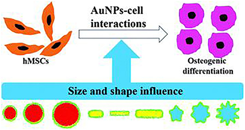 Figure 27 The different size and shape of AuNPs affect the osteogenic differentiation response of hMSCs.