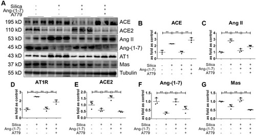 Figure 8 Ang-(1–7) regulates RAS in SiO2-treated MLE-12 alveolar type II epithelial cells. (A) Western blot showing the protein expression of ACE (B), Ang II (C), AT1R (D), ACE2 (E), Ang-(1–7) (F), and Mas (G) in silica-treated MLE-12 cells subjected to various treatment combinations with Ang-(1–7), and A779. Values represent the mean ± SD, n = 3 independent experiments, fold change is expressed relative to the control (no treatments), *P < 0.05 vs corresponding group, **P < 0.01 vs corresponding group.