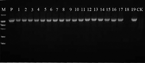 Figure 3. PCR analysis of transgenic plants.