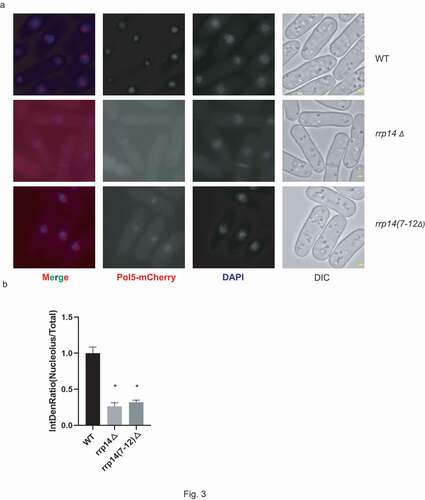 Figure 3. a. Mutation of Rrp14 causes Pol5 to diffuse into the cytoplasm. Pol5-mCherry can be detected exclusively in the nucleolus in WT strains, and deletion of the rrp14 gene or rrp14(7–12Δ) causes Pol5-mCherry to diffuse into the cytoplasm. Scale bars, 1 µm. B. The average fluorescence intensity of nucleolar Pol5-mCherry was analyzed following Rrp14 mutation. For each indicated strain, a minimum of five high-power fields were randomly selected. The average ratio of the fluorescence intensity of nucleolar Pol5-GFP to the fluorescence intensity of total intracellular GFP from the indicated strains was calculated and normalized to the relative intensity of the WT strain. The data are presented as the mean ± SEM. (*) indicates the values that differ significantly (p < 0.05).