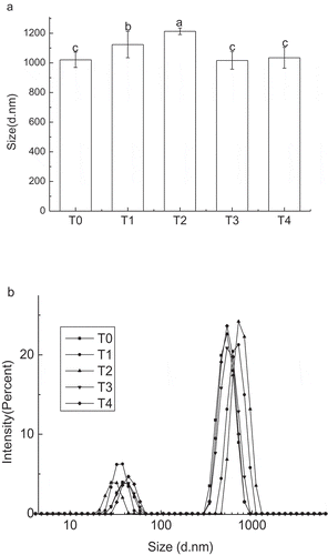 Figure 2. The average particle size and particle size distribution of pork salt-soluble proteins (SSP) with various BSDF concentrations. (a): the average particle size of pork salt-soluble proteins with various concentrations of BSDF; (b): the particle size distribution of pork salt-soluble proteins with various concentrations of BSDF. BSDF: bamboo shoot dietary fibre. Different letters (a–c) indicate significant differences (P < 0.05) between samples with various BSDF concentrations.A: the average particle size of pork salt-soluble proteins with various concentrations of BSDF;B: the particle size distribution of pork salt-soluble proteins with various concentrations of BSDF. BSDF: bamboo shoot dietary fibre; T0: SSP; T1: SSP+1% BSDF; T2: SSP+2% BSDF; T3: SSP+3% BSDF; T4: SSP+4% BSDF; Different letters (a–c) indicate significant differences (P < 0.05) between samples with various BSDF concentrations.Figura 2. Tamaño promedio de partícula y distribución del tamaño de partícula de las proteínas de cerdo solubles en sal (SSP) con varias concentraciones de BSDF. A: tamaño medio de partícula de proteínas de cerdo solubles en sal con diversas concentraciones de BSDF; B: distribución del tamaño de partícula de proteínas de cerdo solubles en sal con diversas concentraciones de BSDF. BSDF: fibra dietética de brotes de bambú. Las letras diferentes (a-c) indican diferencias significativas (p < 0.05) entre las muestras con varias concentraciones de BSDF.