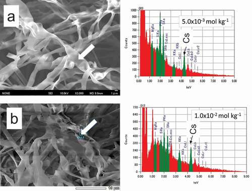 Figure 1. Scanning electron microscopy (SEM) photographs and energy dispersive spectra (EDS) of hyphae developed in agar medium containing 5.0 × 10−3 and 1.0 × 10−2 mol kg−1 Cs for 7 days. Arrows in SEM photographs show the position analyzed by EDS.