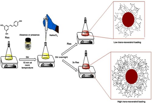 Scheme 1 Synthetic route for resveratrol gold nanoparticles (Res-AuNPs) and resveratrol-gum arabic- conjugated gold nanoparticles (Res-GA-AuNPs). The 3x Res to increase the resveratrol corona around the AuNPs.