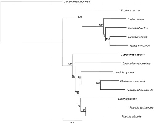 Figure 1. A maximum likelihood (ML) tree of the 14 species from Passeriformes was constructed based on the dataset of 12 concatenated mitochondrial protein-coding genes by online tool CIPRES. The numbers above the branch meant bootstrap value. Bold black branches highlighted the study species and corresponding phylogenetic classification. The analyzed species and corresponding NCBI accession numbers are as follows: Corvus macrorhynchos (KR072661), Zoothera dauma (KT340629), Turdus merula (KT601060), Turdus rufiventris (KT346357), Turdus eunomus (KM015261), Turdus hortulorum (KF926987), Copsychus saularis (KU058637), Cyanoptila cyanomelana (HQ896033), Luscinia cyanura (KF997864), Phoenicurus auroreus (KF997863), Pseudopodoces humilis (HM535648), Luscinia calliope (HQ690246), Ficedula zanthopygia (JN018411), and Ficedula albicollis (KF293721).